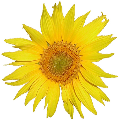 Mediawiki sunflower xyz.png